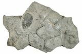 Ordovician Graptolite (Phyllograptus) Fossil - Utah #256995-1